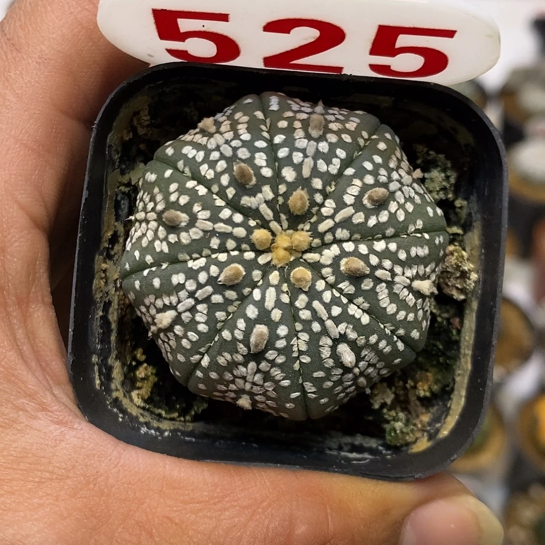 525奇迹特价来了啊好