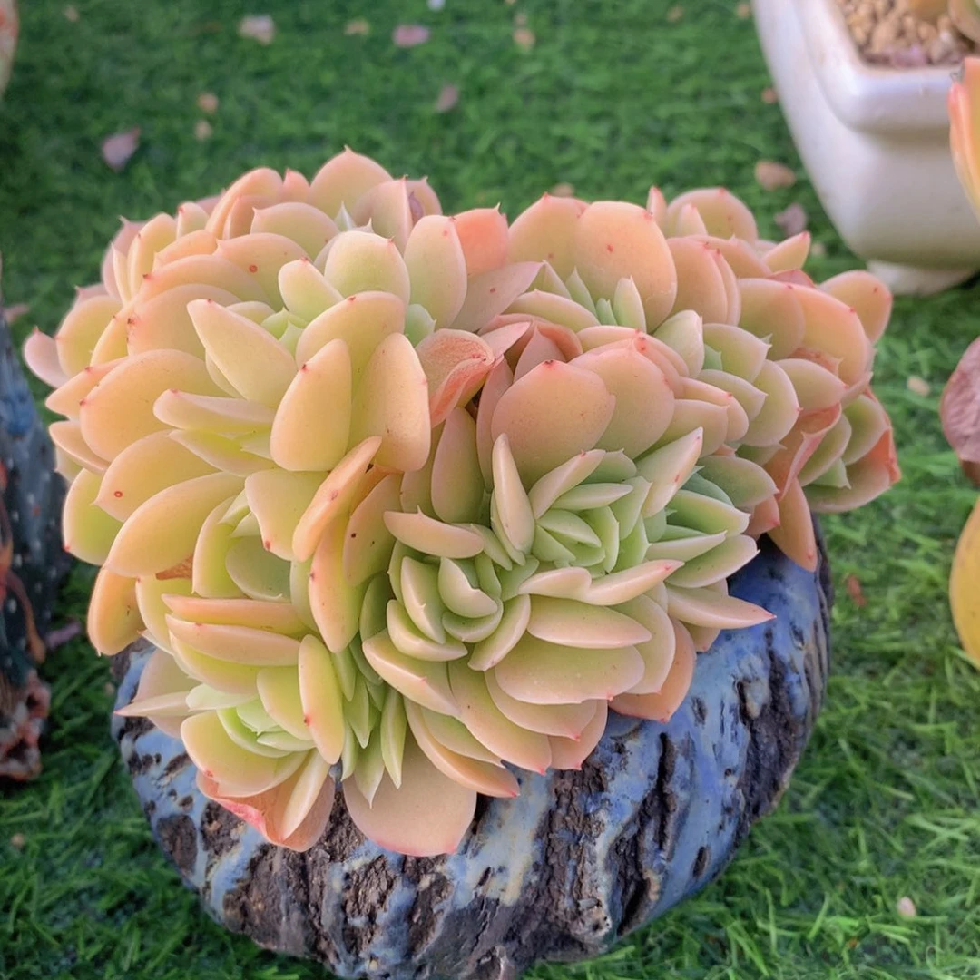 星纳塔13 公分一物一拍