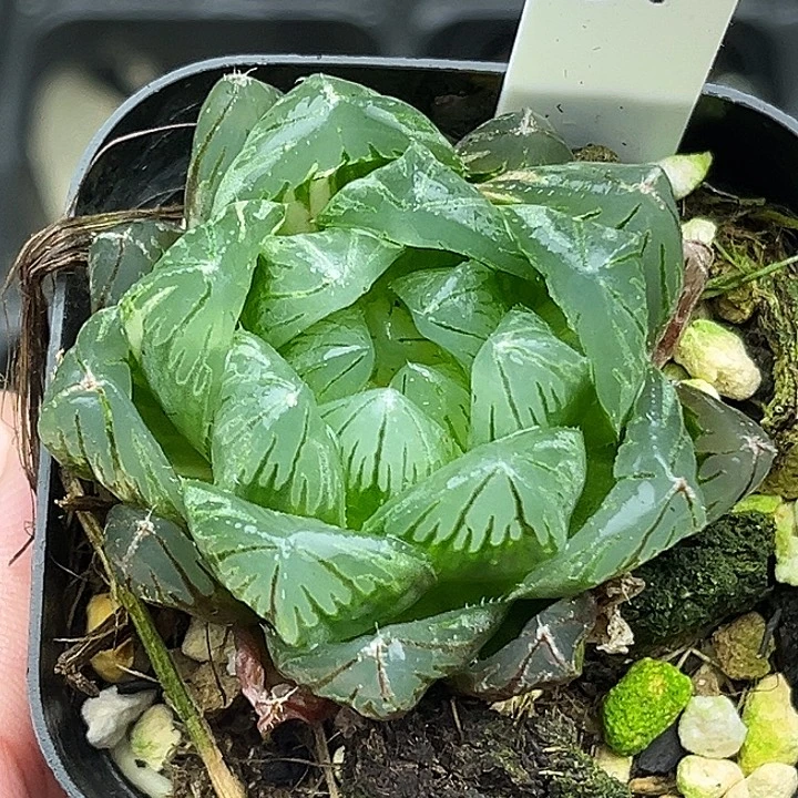 51大窗变异龙鳞玉露锦