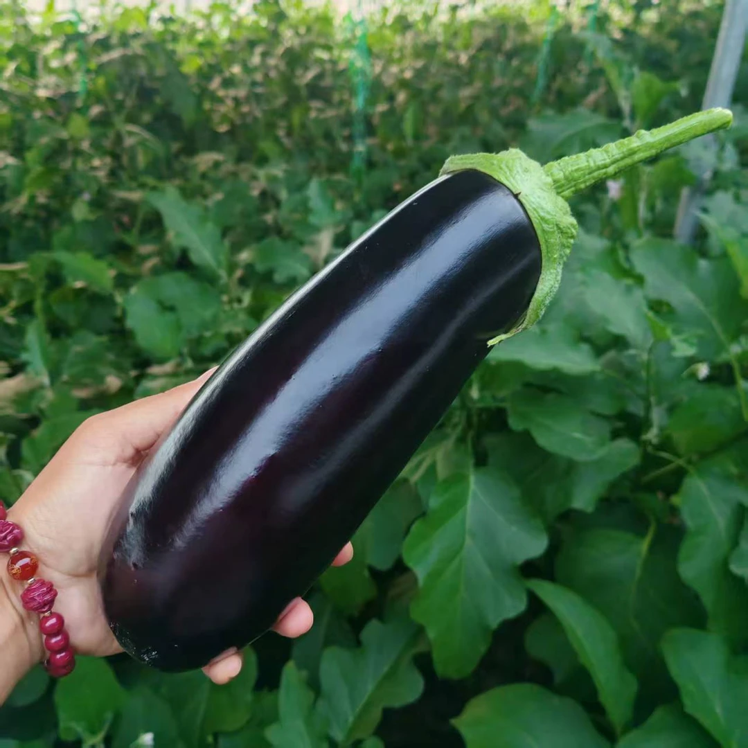 紫皮长茄子新鲜蔬菜农家紫皮现摘整箱当季烧烤炒菜健康美味