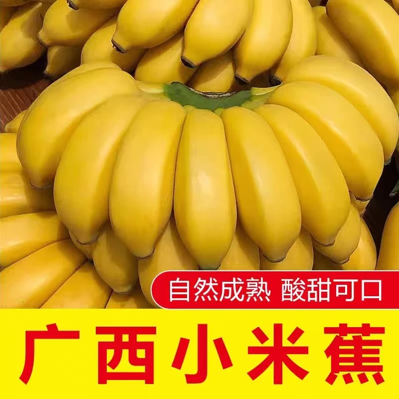 现摘正宗广西小米蕉现摘当季孕妇水果鸡蕉香蕉酸甜可口整箱批发