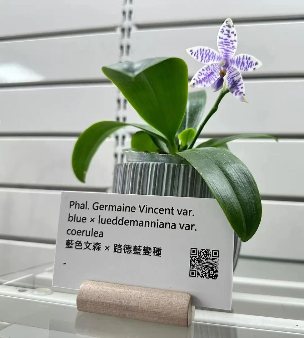 gv路德2.5寸（实生苗)蝴蝶兰