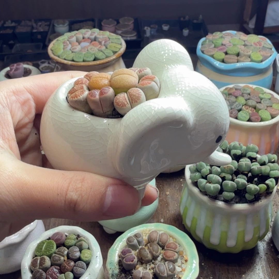 爱***子多肉植物的生长发育和837