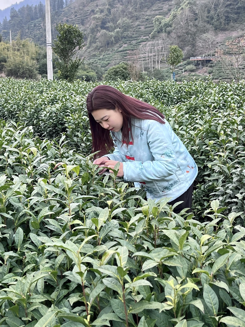 2025年春文家保靖黄金茶直播间放送