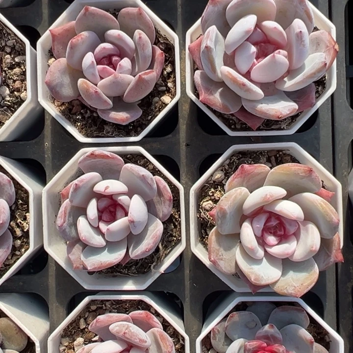 糖心雪天使到手1颗量拍多肉满20元包邮下午发货