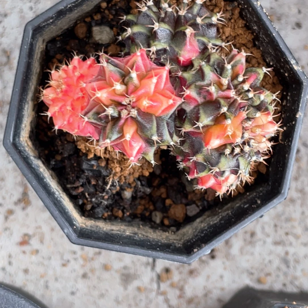 当前无花朵，栽培后可花朵多头缀化锦