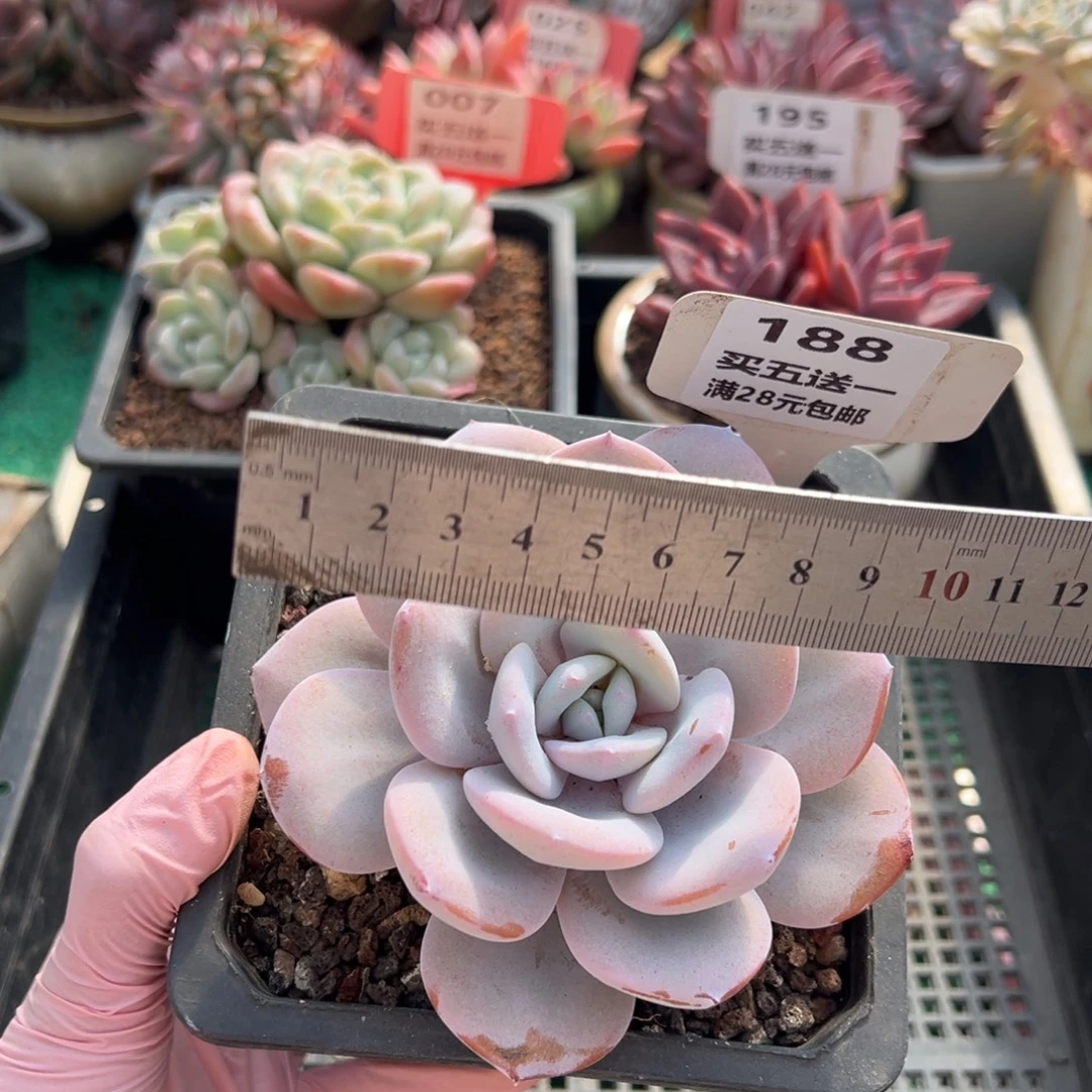 表妹精品多肉植物188.