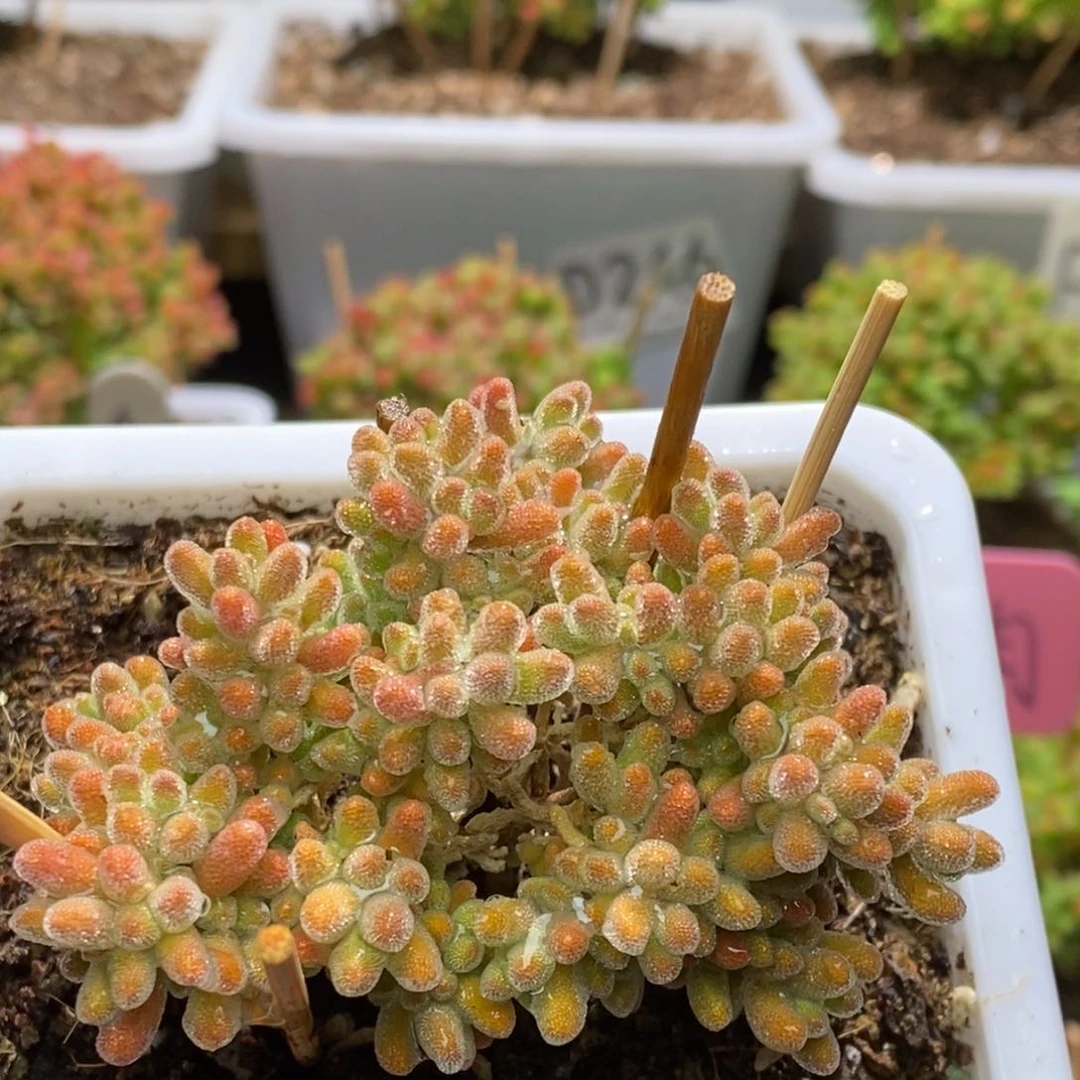 冰晶杂枝干番杏G115