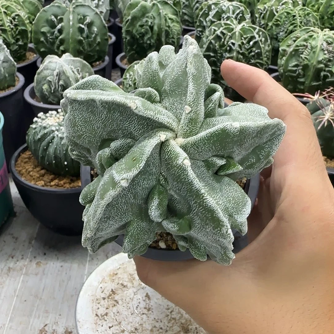 核桃鸾凤玉实生033