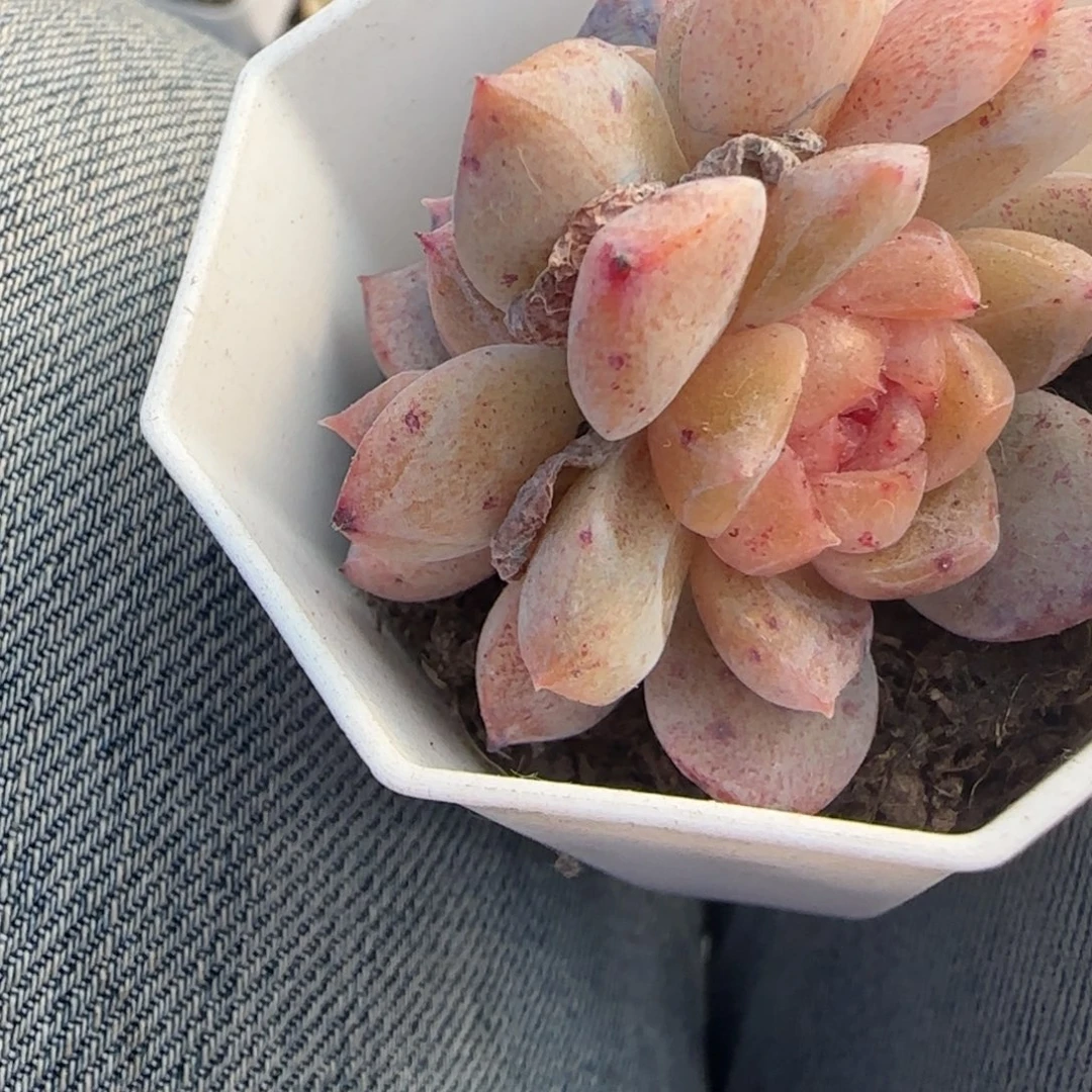 多肉小卡拉米糖心一物一拍