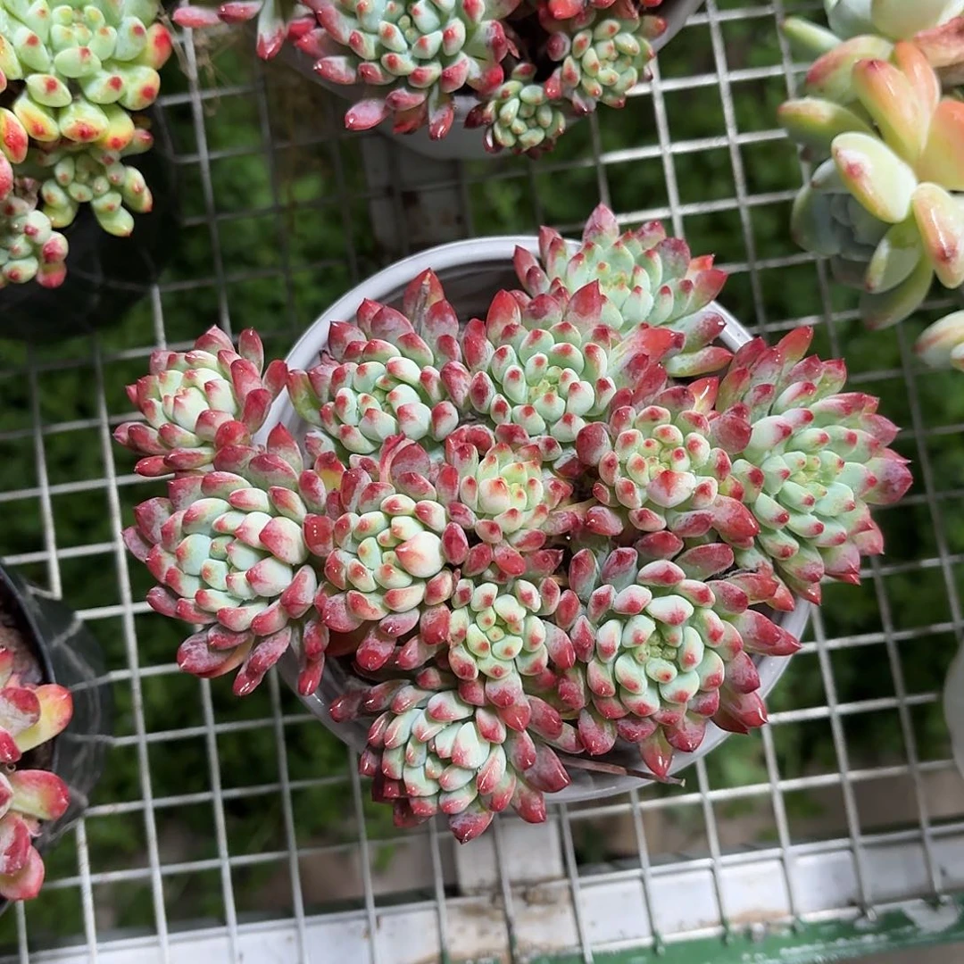 蓝苹果老桩13㎝冠幅