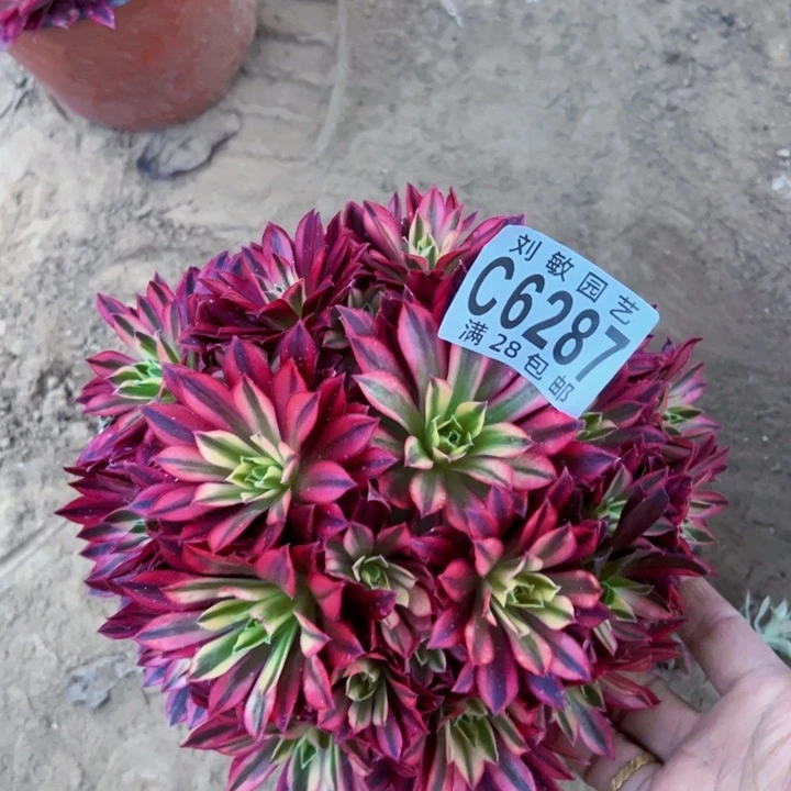 凤凰多肉植物法师'6287