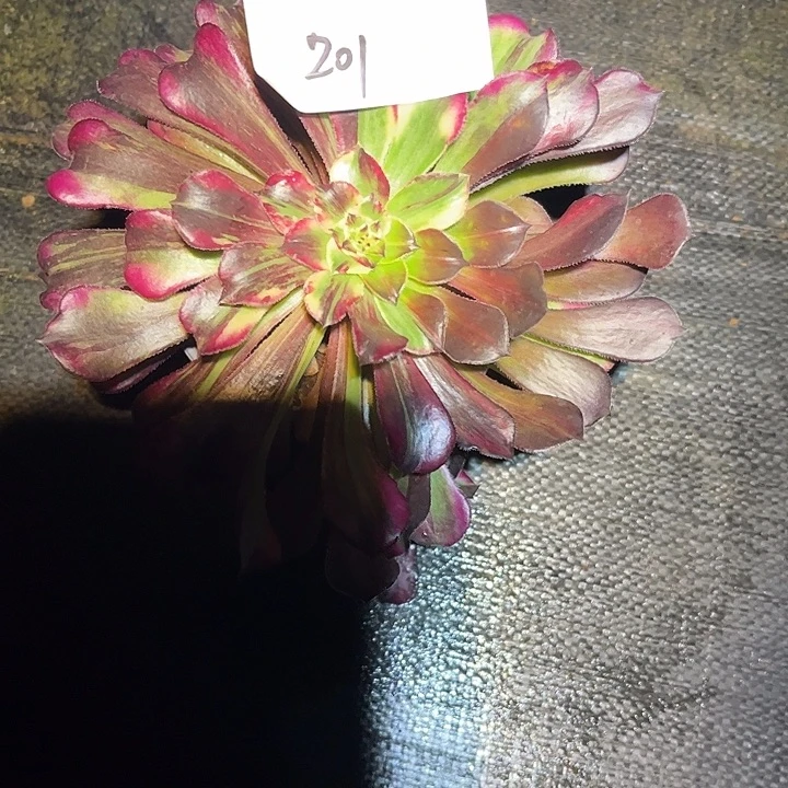 同花顺多肉植物保护201