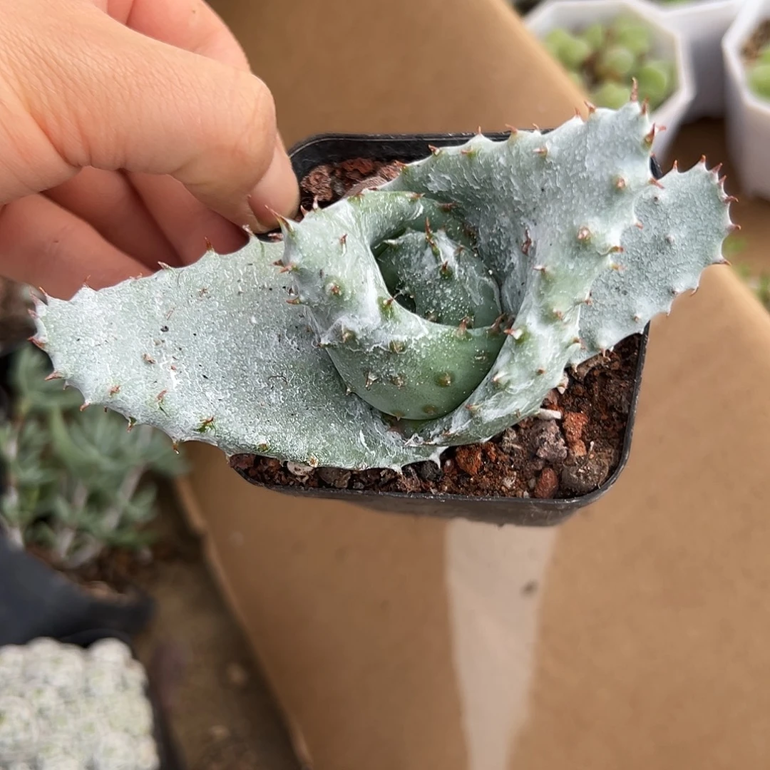 元宝杜呃摸摸哦哦