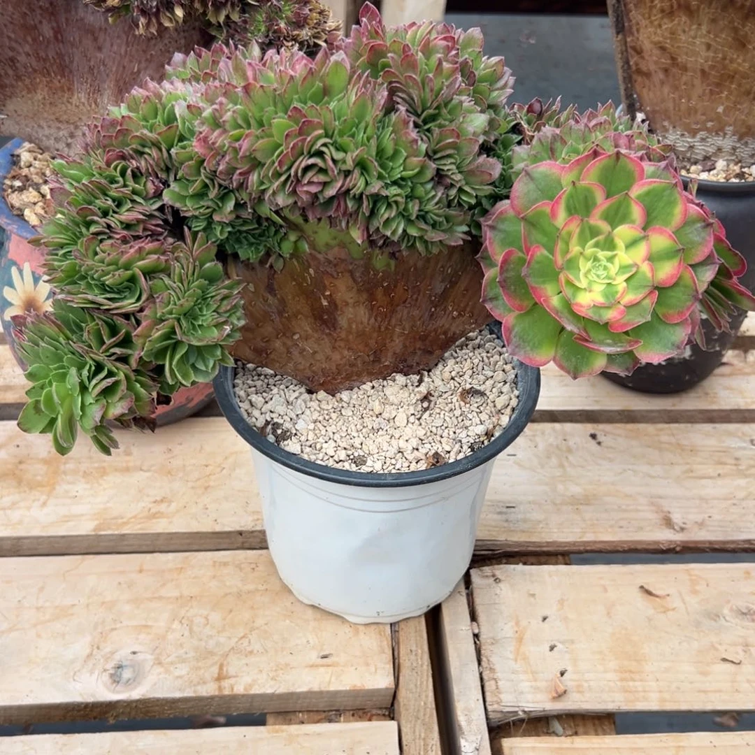 海王缀化老桩朵缀