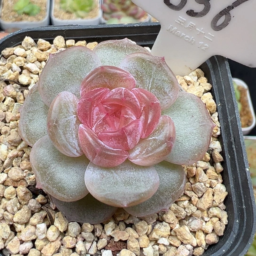 536号宫花系列仙姿