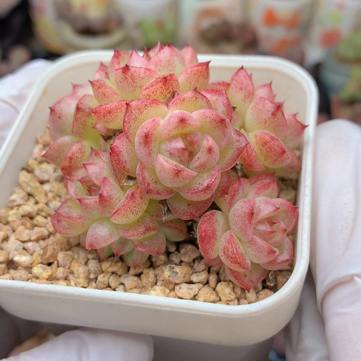 麦秆 群生 啦啦啦啦啦啦啦