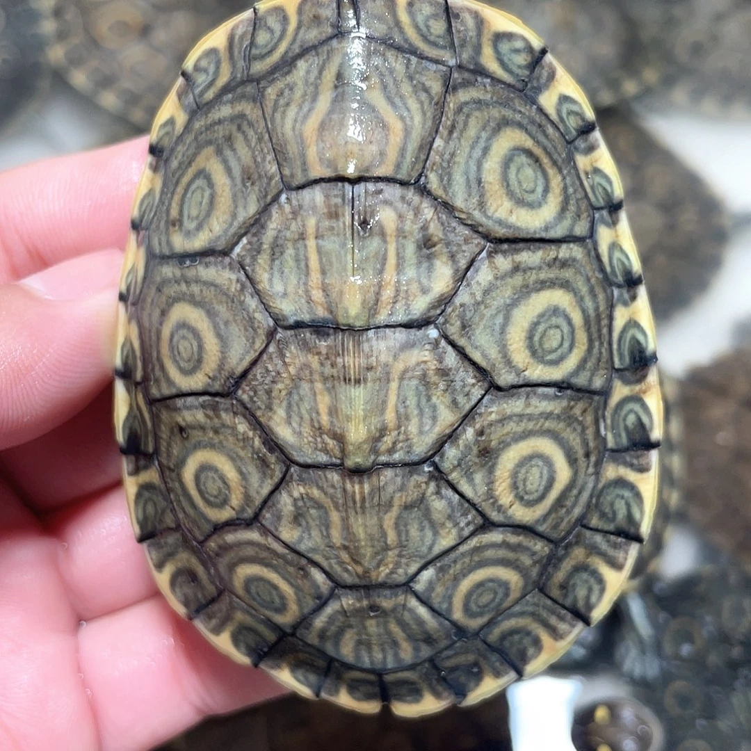 宠物龟不分公母大河7.9