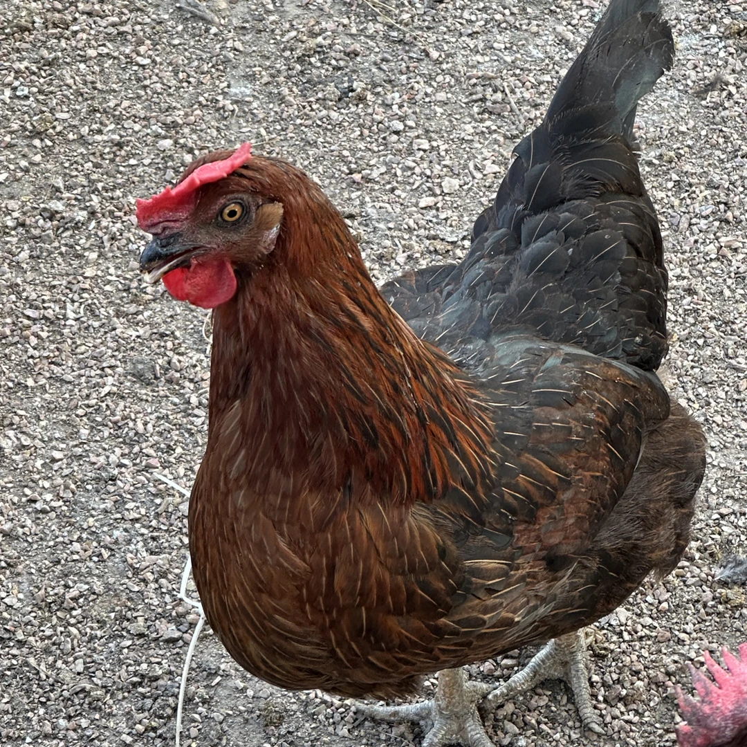 （毛重母鸡）本地散养溜达鸡4斤