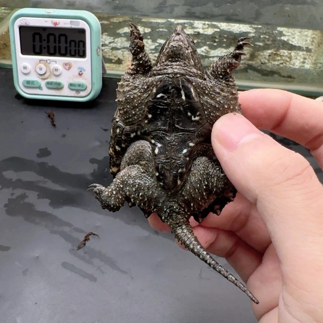 宠物龟不分公母111