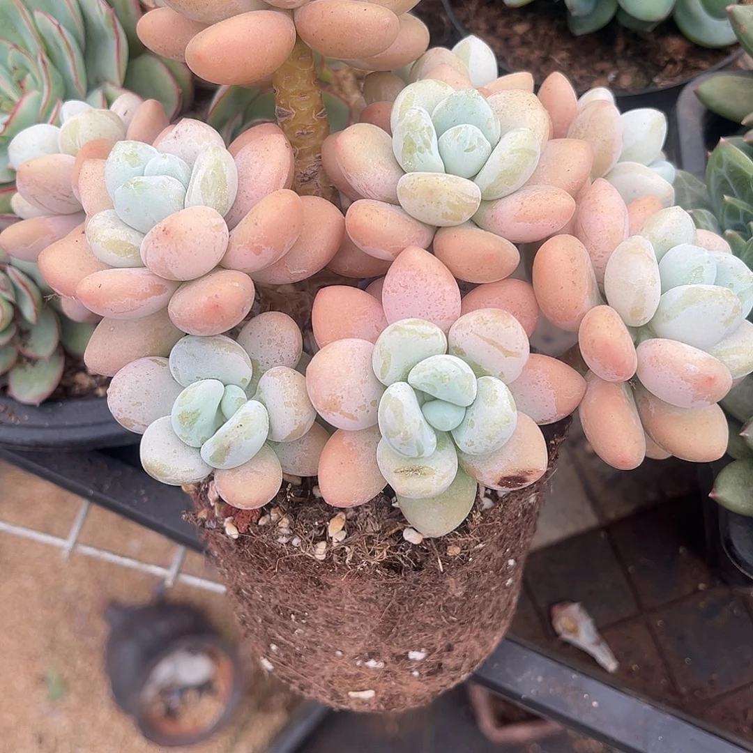 穷***面369号香水洛神多肉