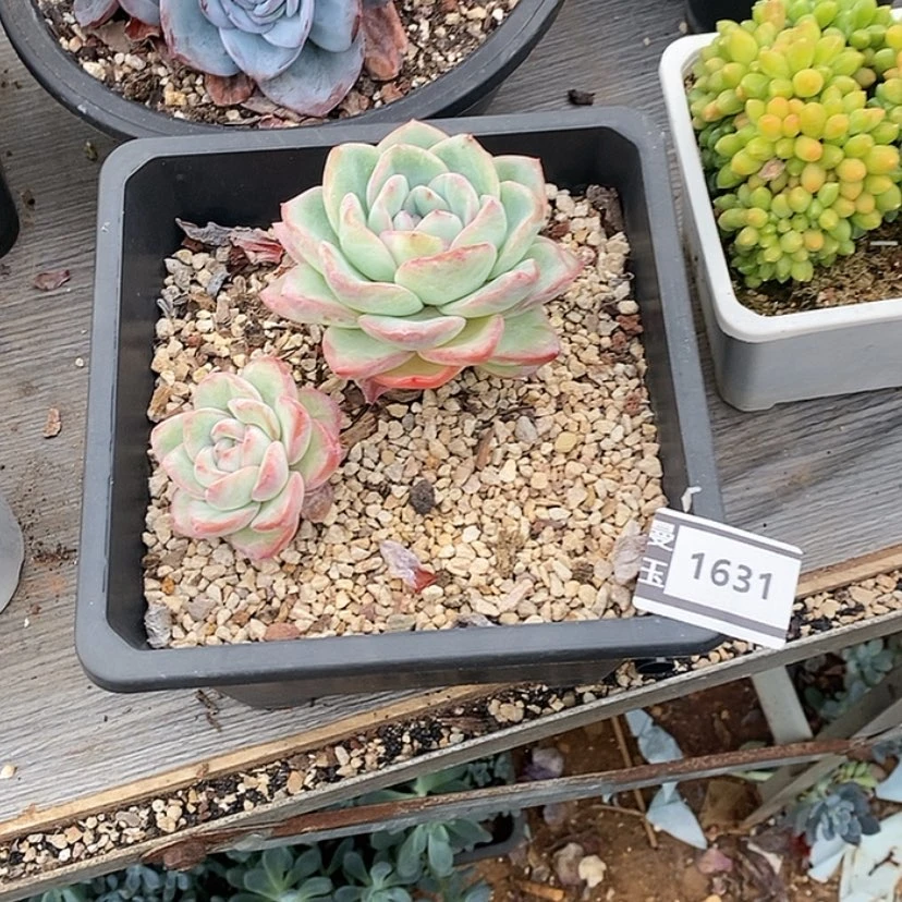 【闪购商品】邓*࿐泡芙1631