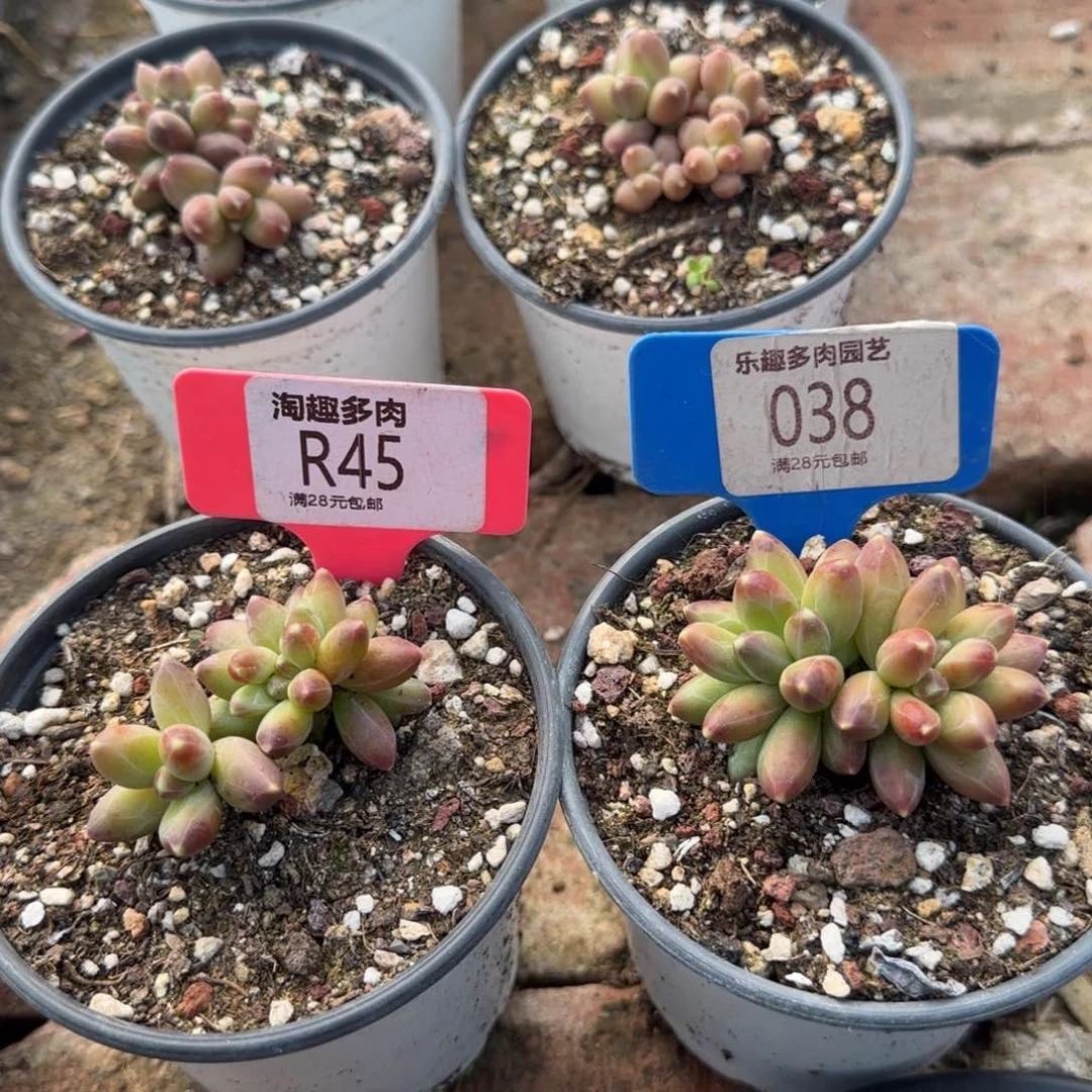 多肉植物星空美容两盆