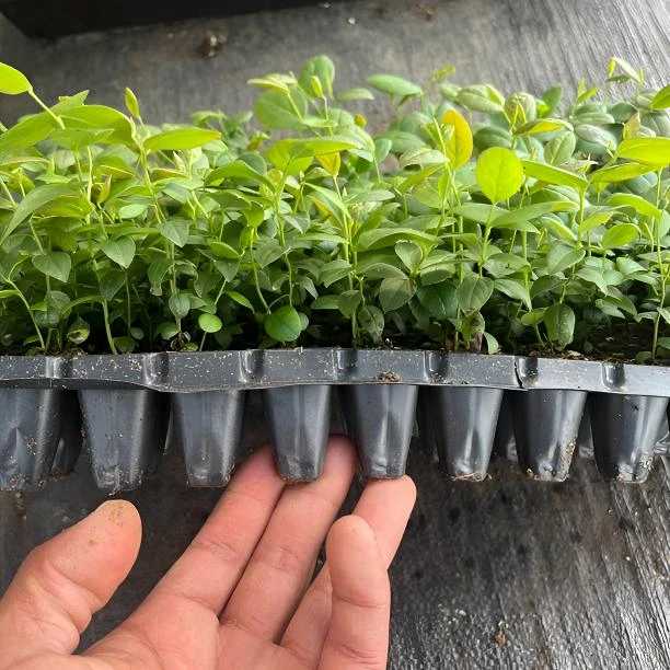 组培苔藓穴盘苗F625蓝莓苗盆栽阳台种植蓝莓果树苗