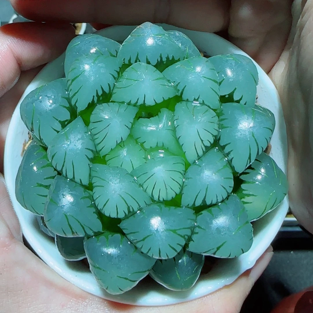 大母本冰灯多肉