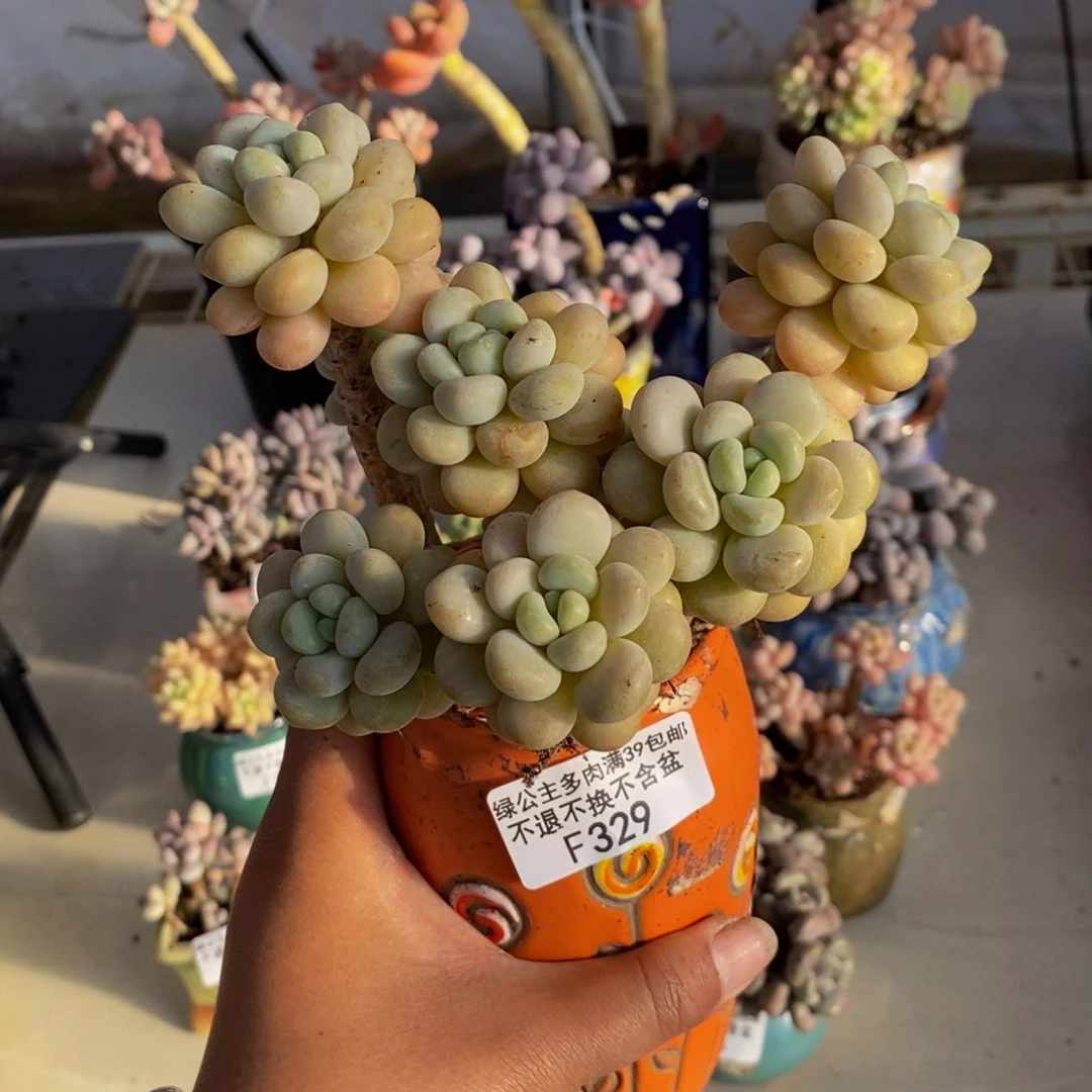 329洛可可多肉9c m