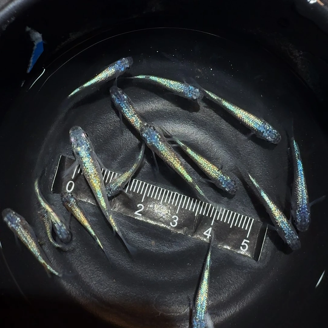 青鳉鱼002海王星一碗