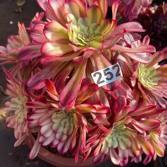 心**成一颗多肉法师植物