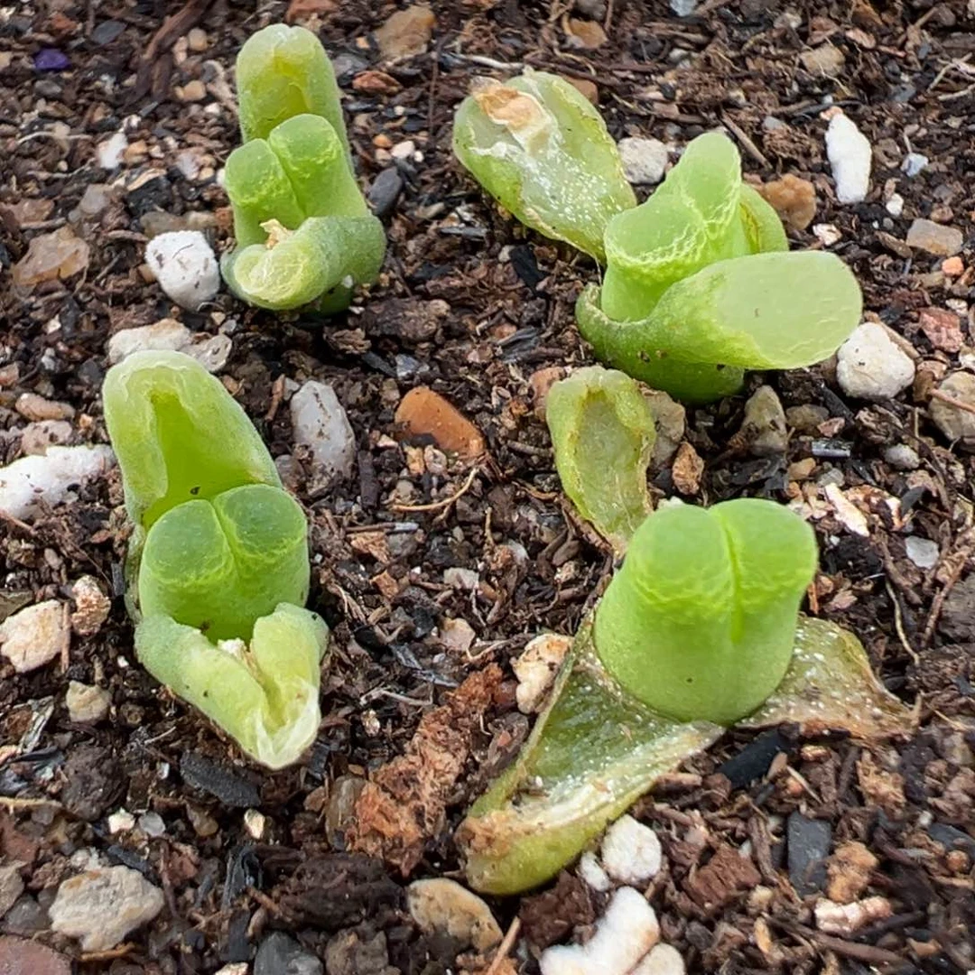 一*″3.5好看的多肉脱土发货916