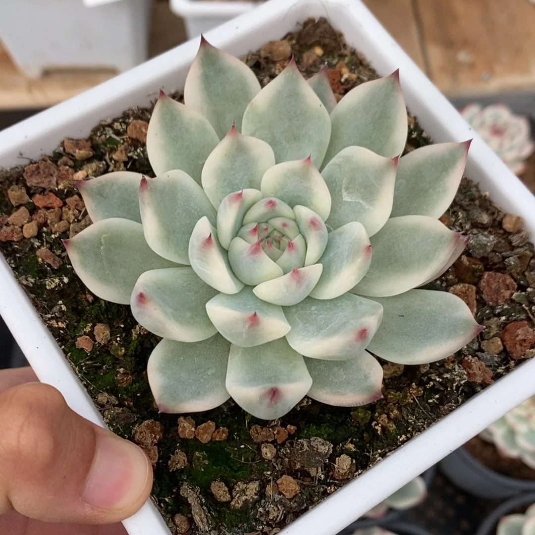 吉娃娃锦多肉植物8725