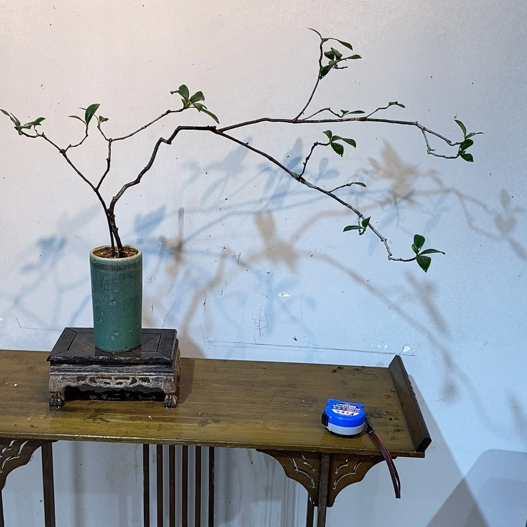 春花8888888余*春花