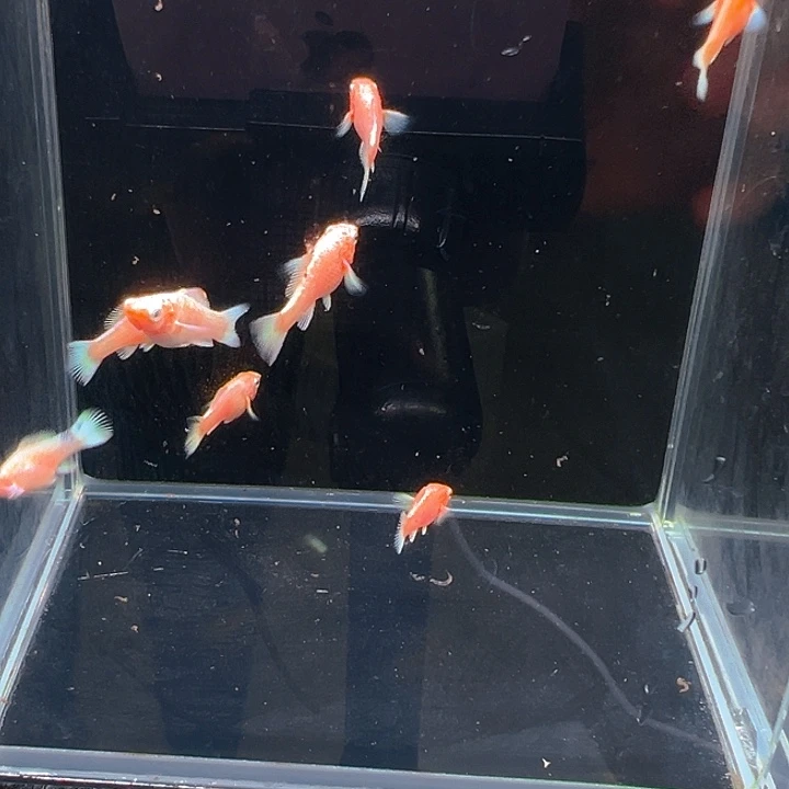 孔雀鱼精品樱花玛丽球苗1条