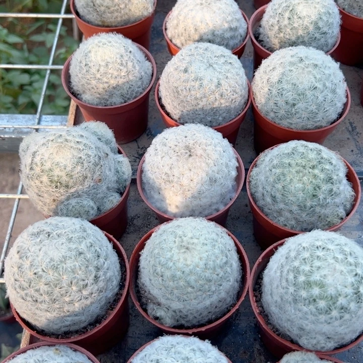 白星随机一颗。