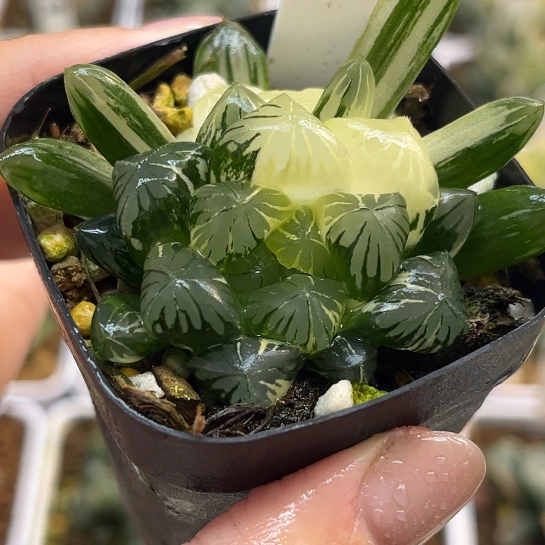 32残雪玉露锦福利专场