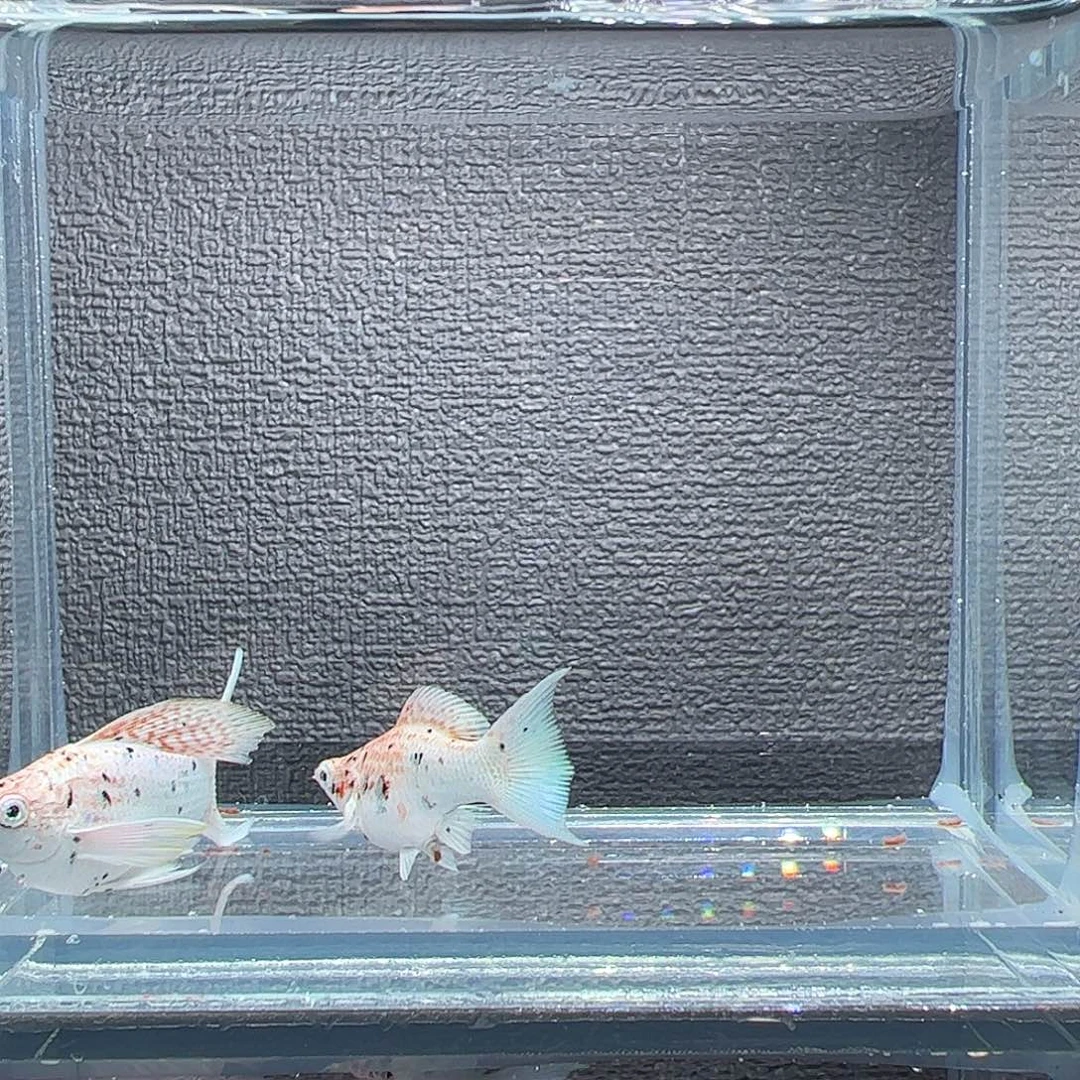 孔雀鱼麒麟花豹钻眼