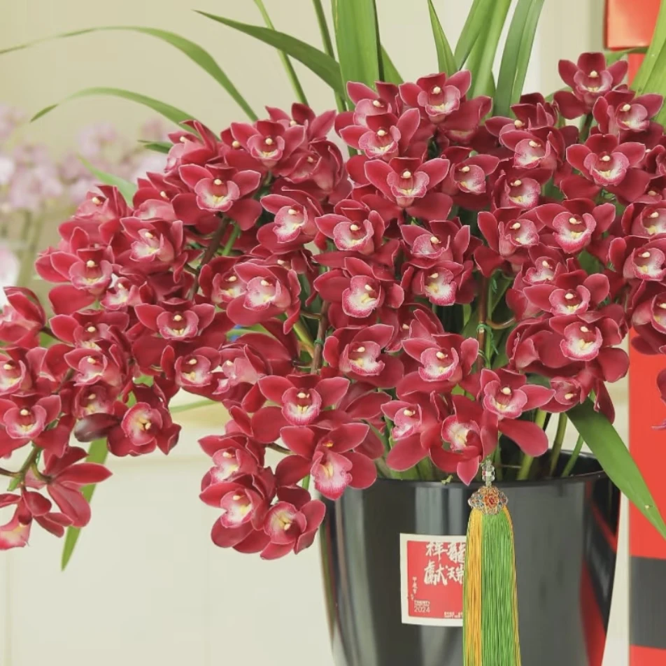 红酒之恋660【6支花剑拱兰】大花蕙兰年宵花盆栽花卉多年生室内阳台