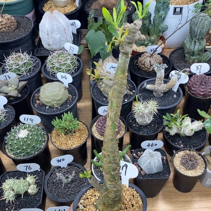 实生阿房宫119号高度28cm