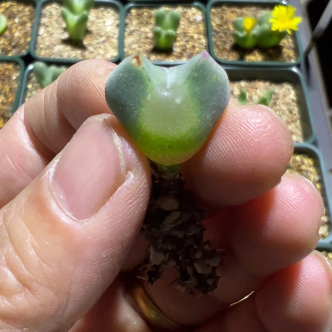 大眼睛肉锥，一物一拍