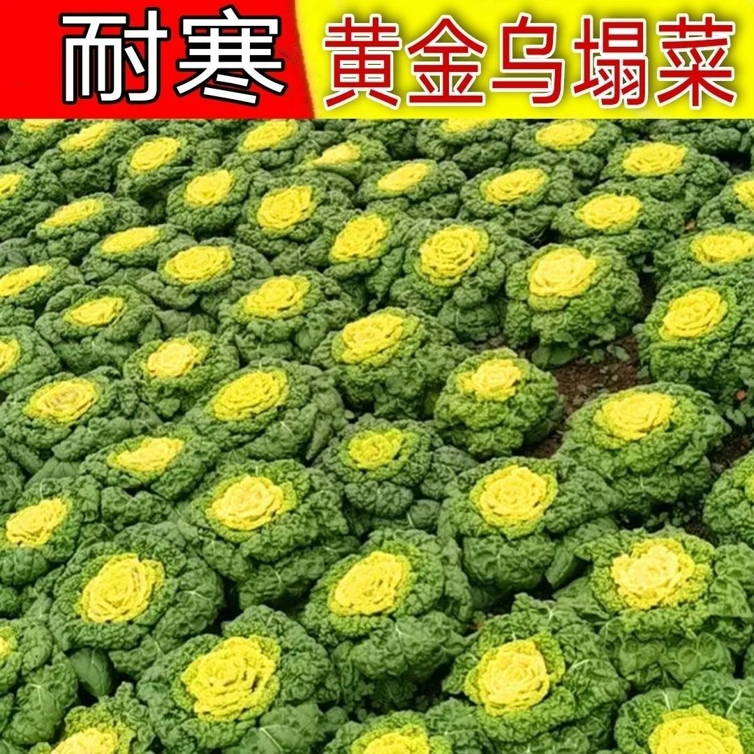 奶油黄心乌塌菜种子黄玫瑰雪里金花四季耐寒黄心菜秋冬季蔬菜