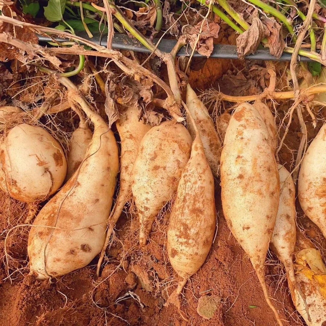 白皮白心牛奶薯新鲜现挖粉糯香甜板栗口感人参薯