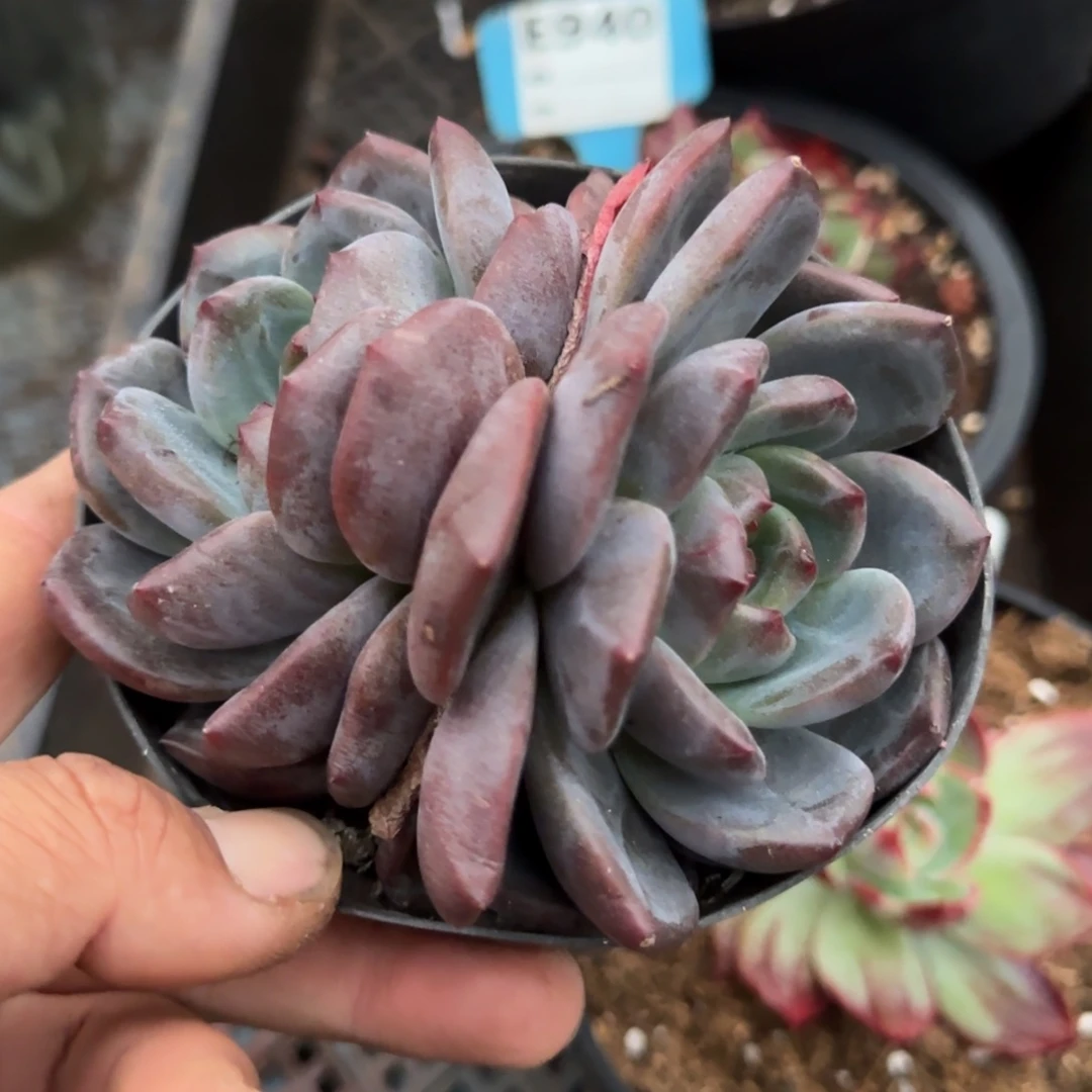Q橙石化惊鸿一物一拍包装收缩花旱