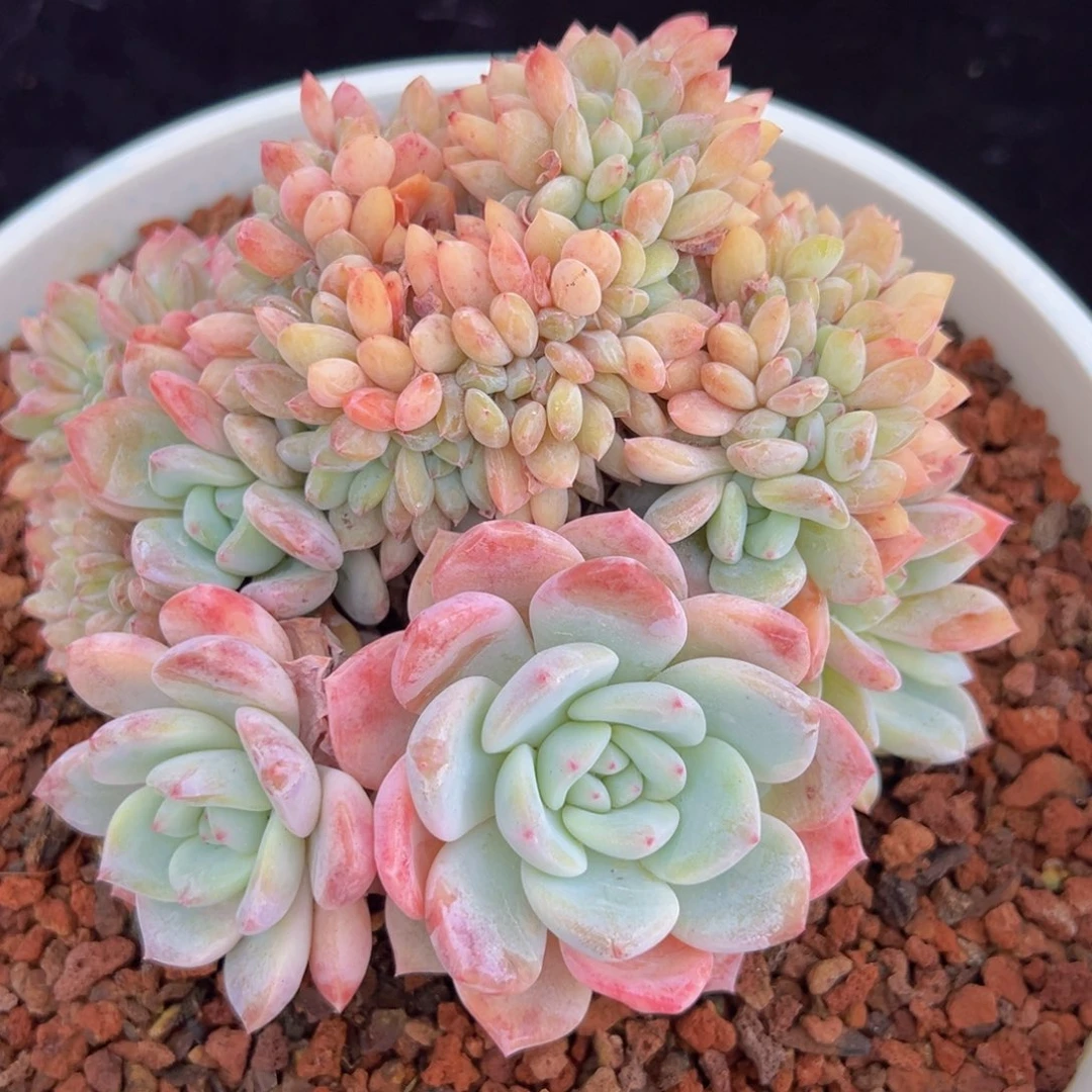 ?****?新年快乐 新年快乐 新年快乐