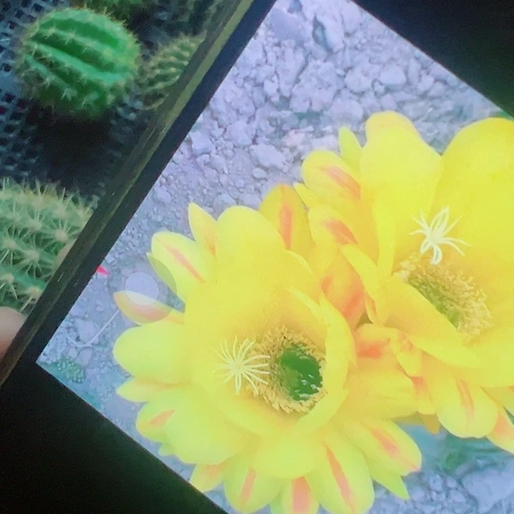 毛花柱 残阳 侧芽 满20包邮