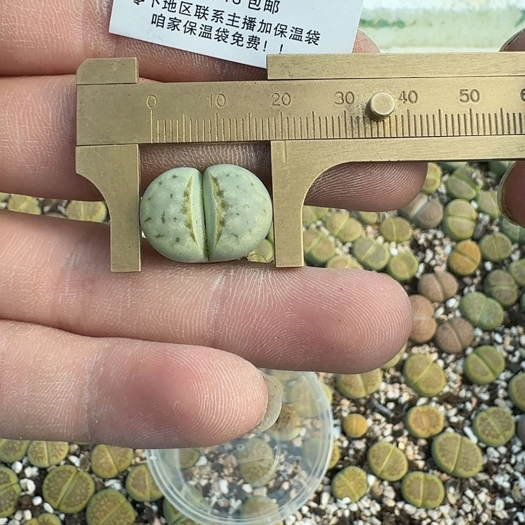 2310 奶油寿丽四年