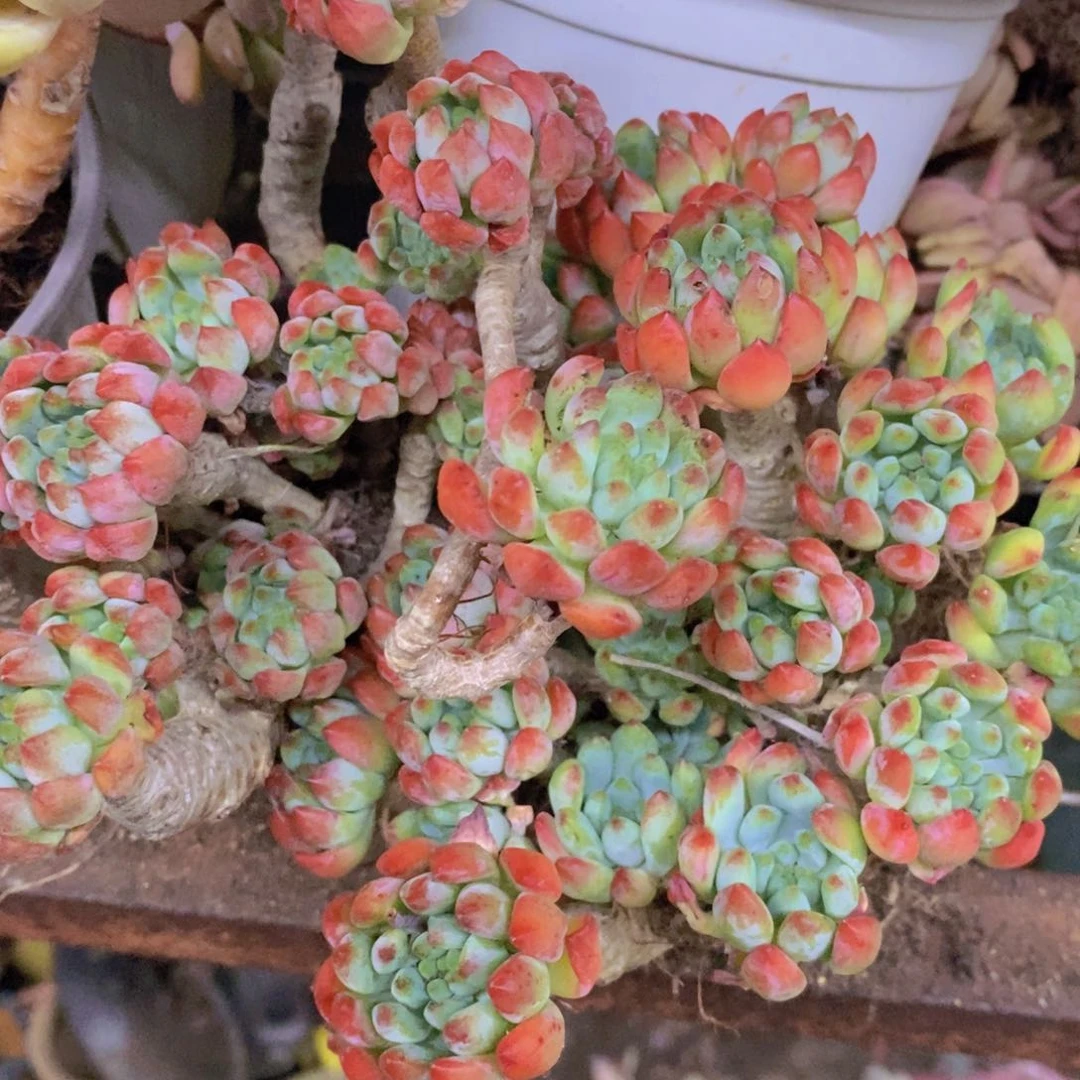 蓝苹果整桩整群两盆