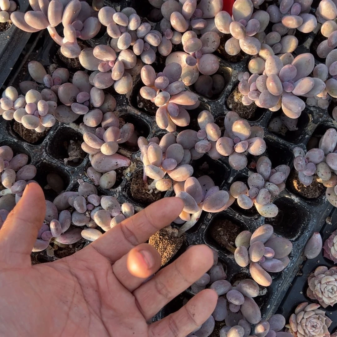 奶酪3cm3颗量拍多肉满20包邮